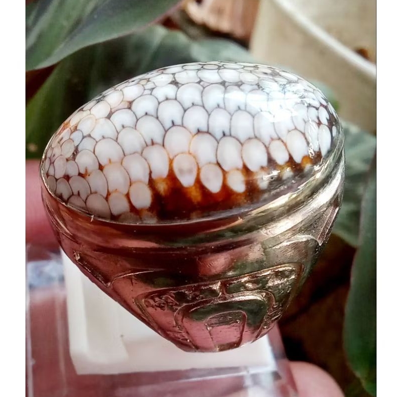 Sisik Ular Jipen #02