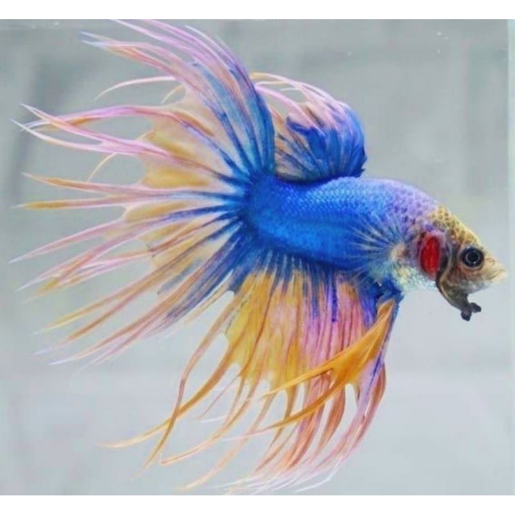 C.0.D Serit CT Crowntail | Cupang Maskot