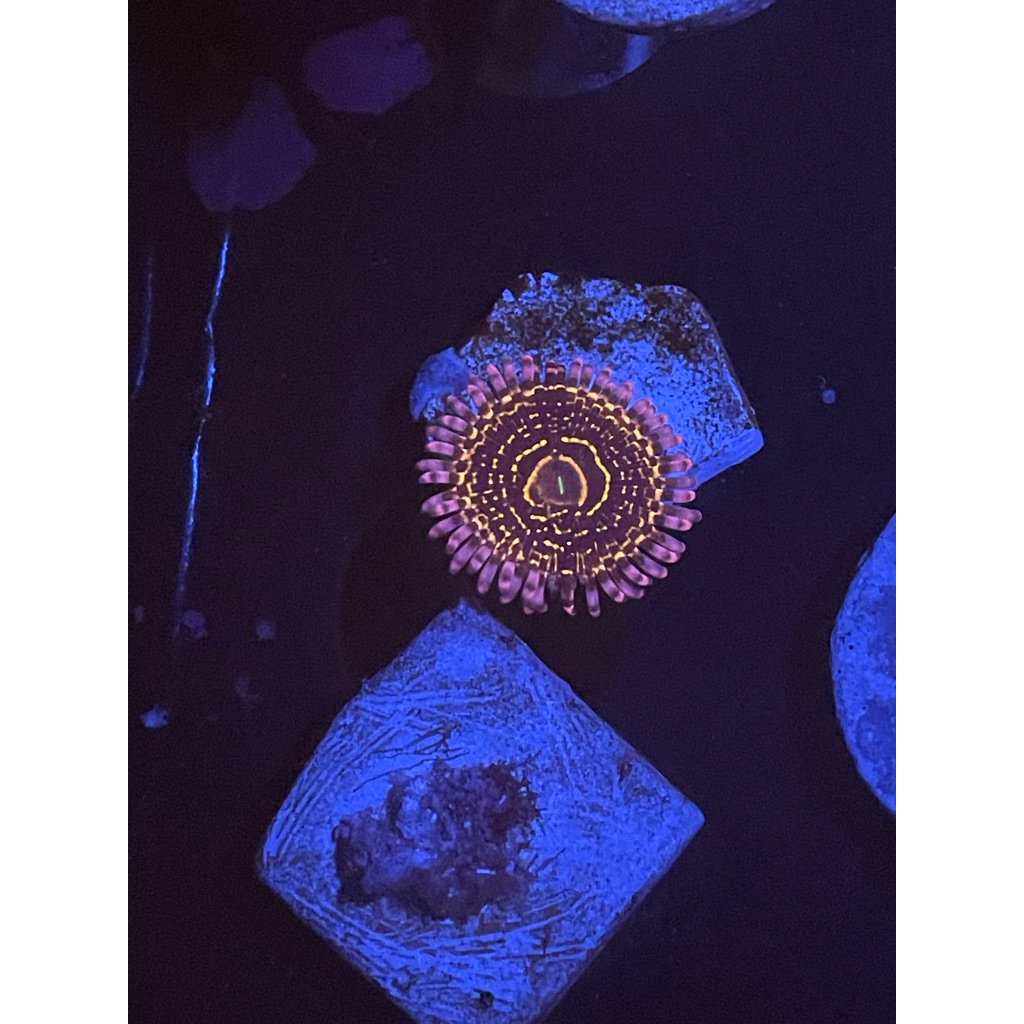 coral zoa stratopher satu mata