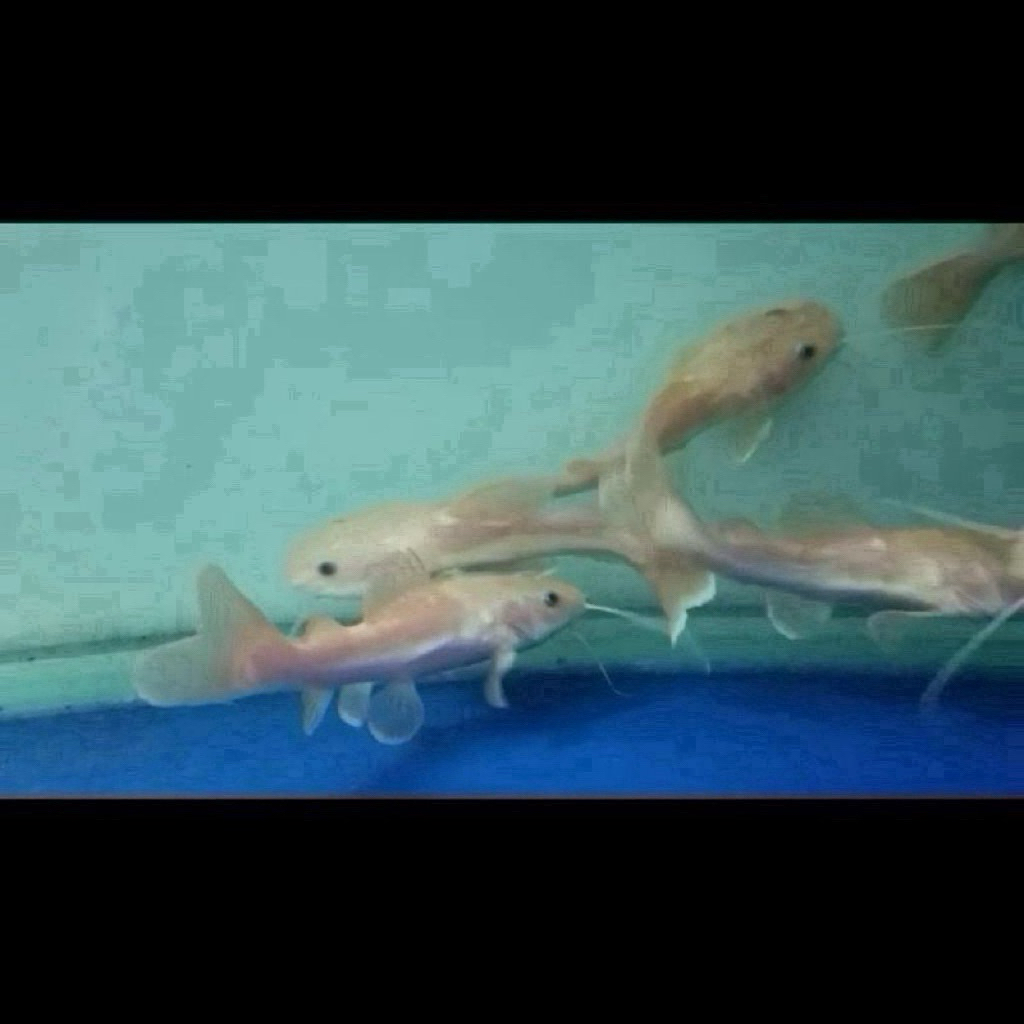 RTC Phantom 13-15cm / Red Tail Cat Fish Phantom