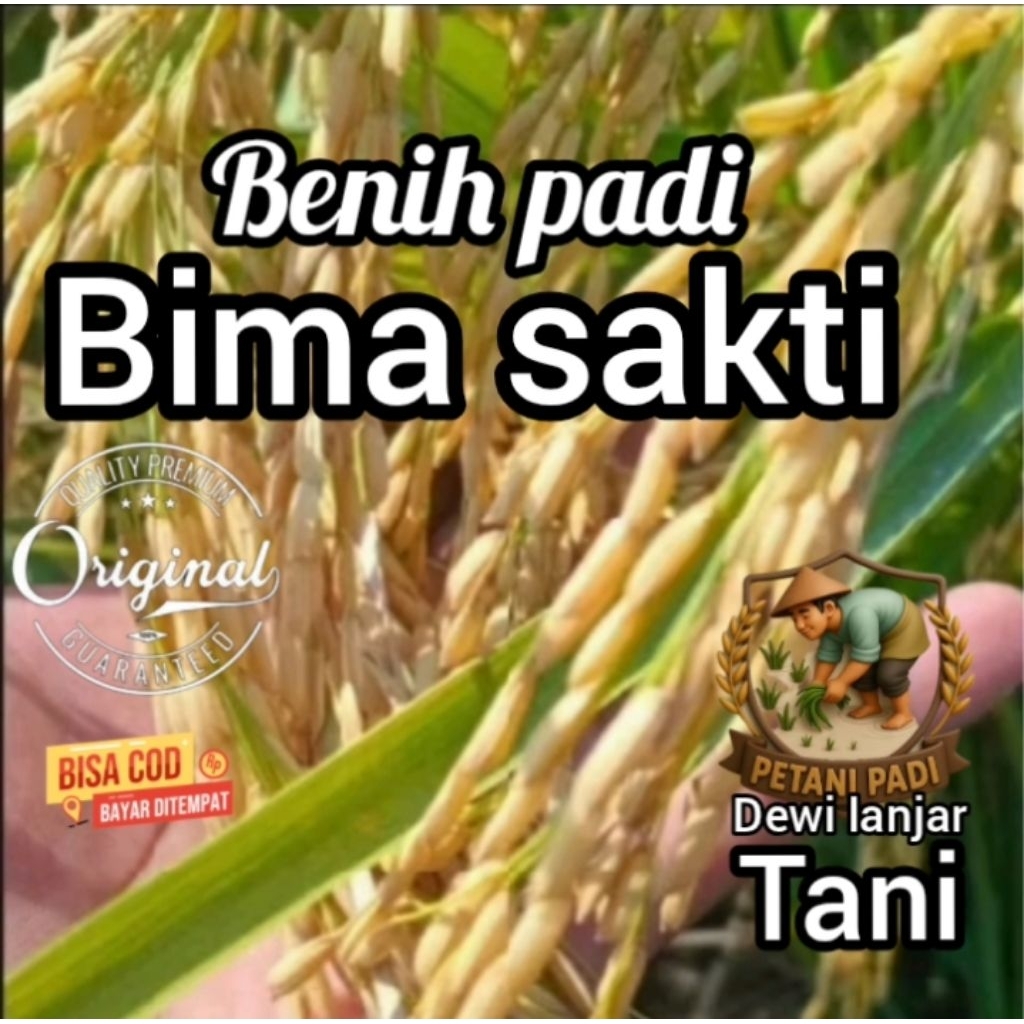 BENIH PADI BIMA SAKTI KEMASAN 5KG