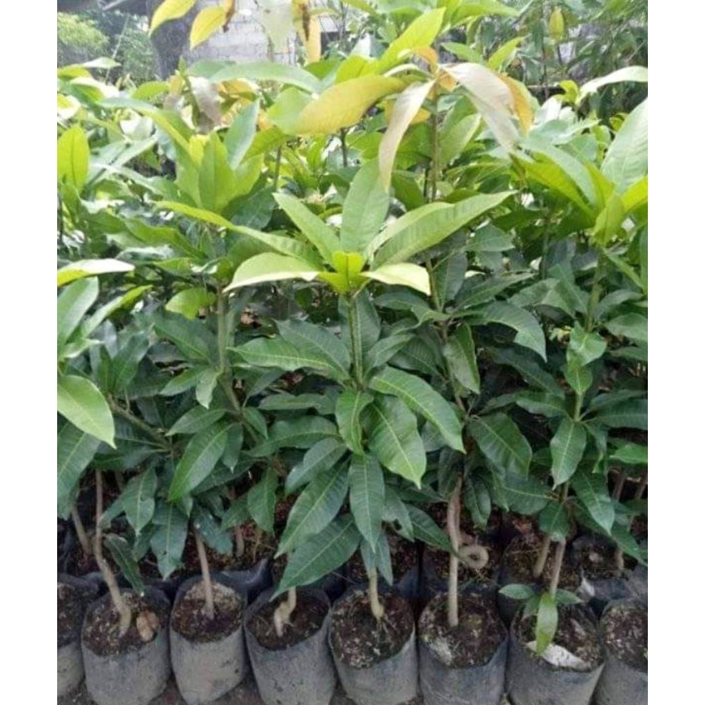 bibit mangga manalagi super