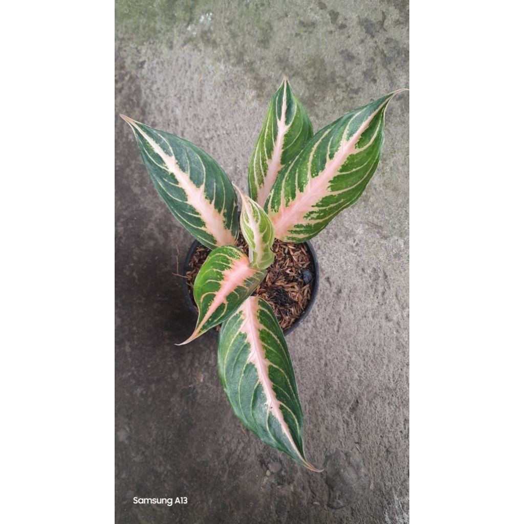 Aglaonema PINK SUNSET (Size Remaja Daun 6) (2)