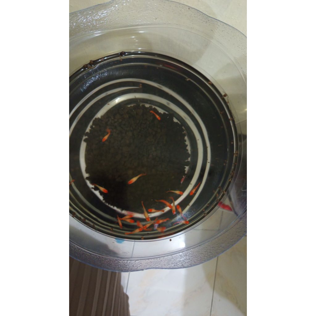 guppy koi