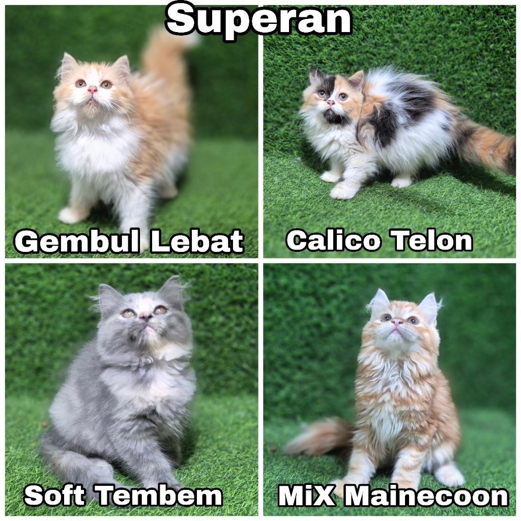 ANAKAN KUCING SUPERAN Persian mix mainecoon mix BSH flatnose peaknose pesek