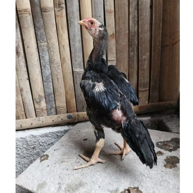 ayam hias ekor lidi muda usia 2 bulan