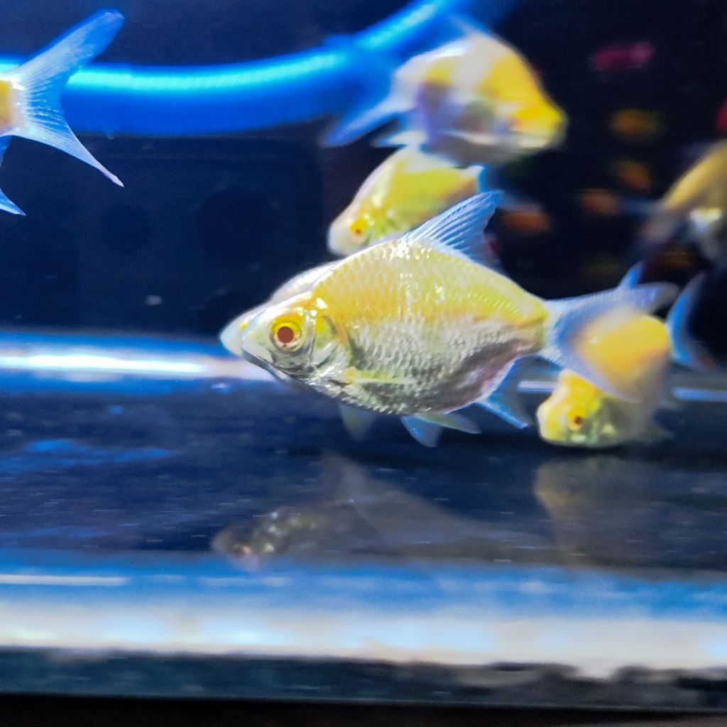 aksesoris akuarium kaviat sb/kaviat ikan/akuarium/aquascape/aksesoris