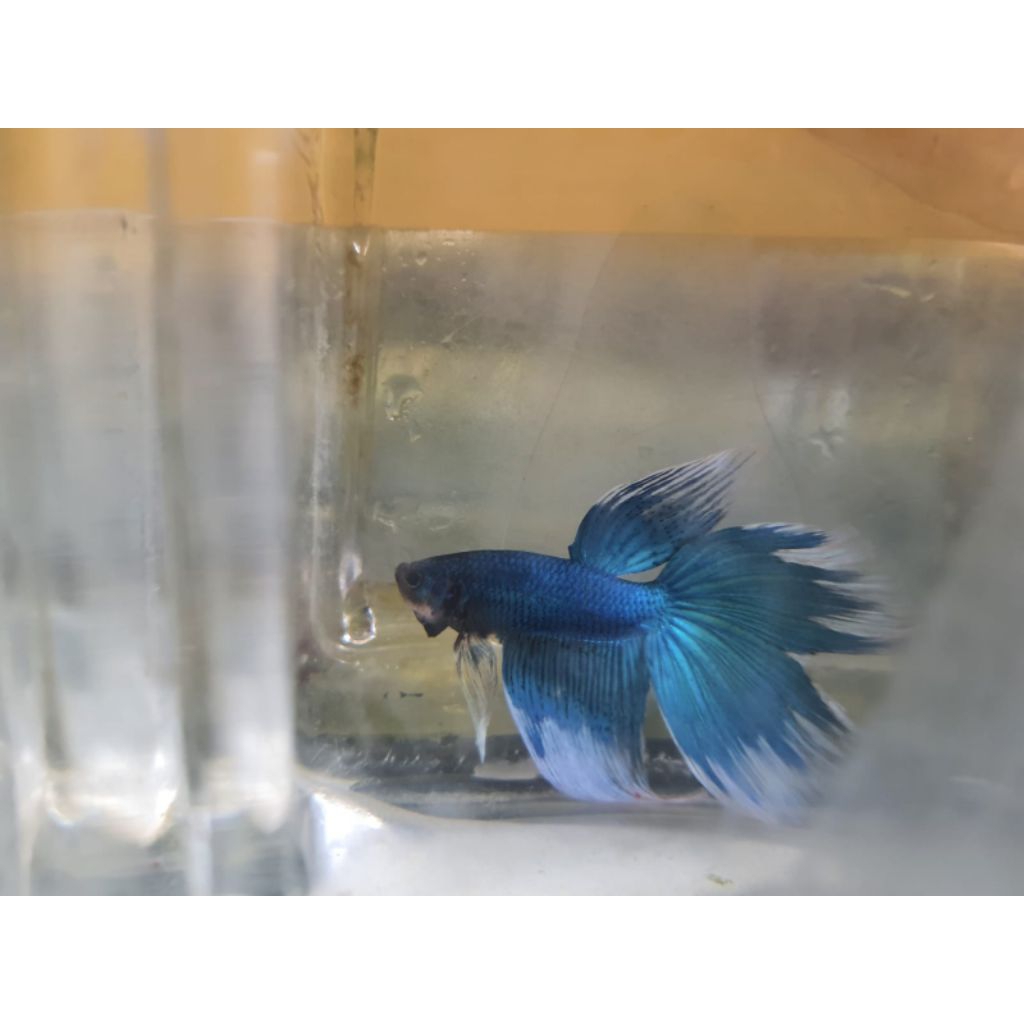 Cupang Giant Halfmoon Green