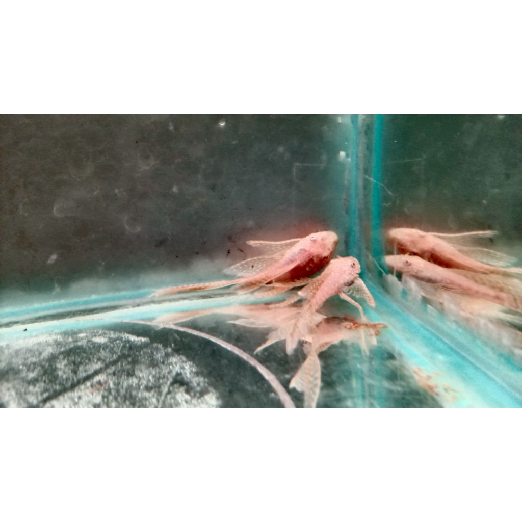 IKAN BRUSHMOUTH LONGFIN SLAYER L144