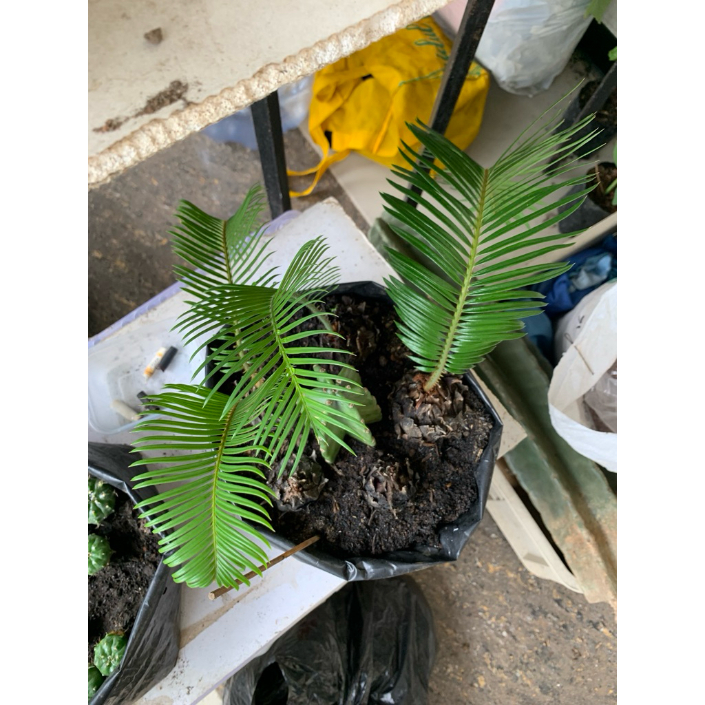 Tanam Sikas / pakis haji