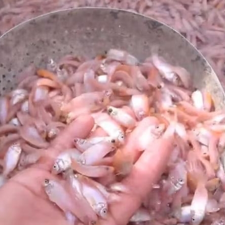 Bibit Ikan nila merah Bangkok 4cm Isi 100 ekor Perpaket