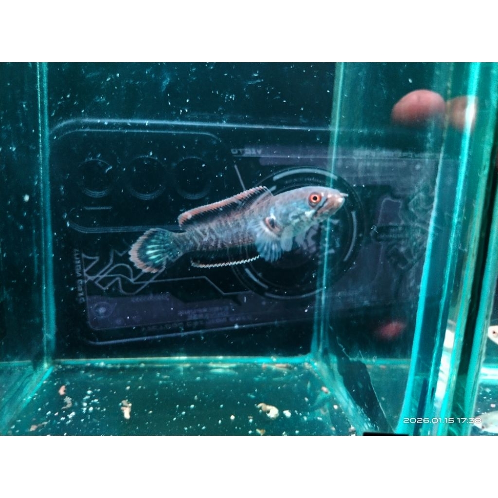 Channa Limbata CB Rim Orange Mental ukuran 5-8cm