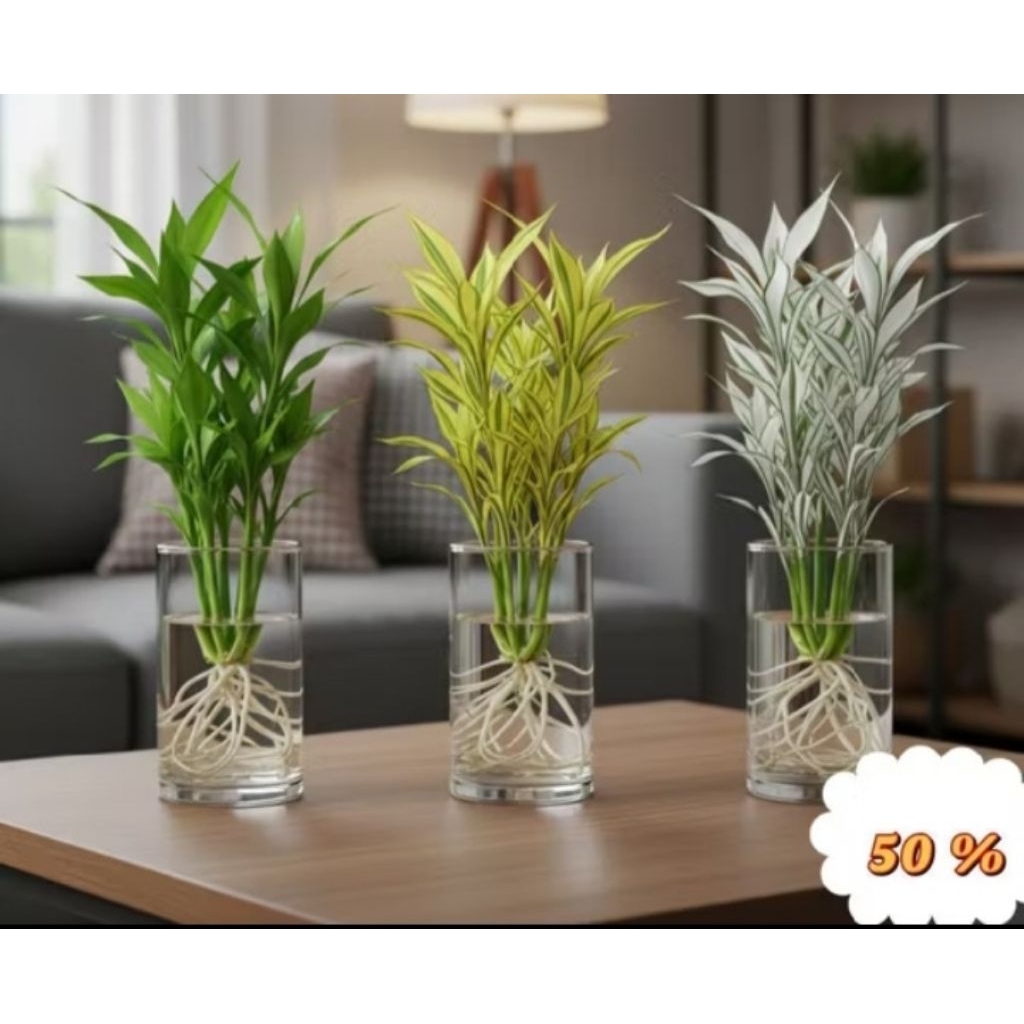 (PAKET 3 BAMBU HOKI) Paket 3 tanaman media air bambu hoki - bambu hoki hijau - bambu hoki kuning - b