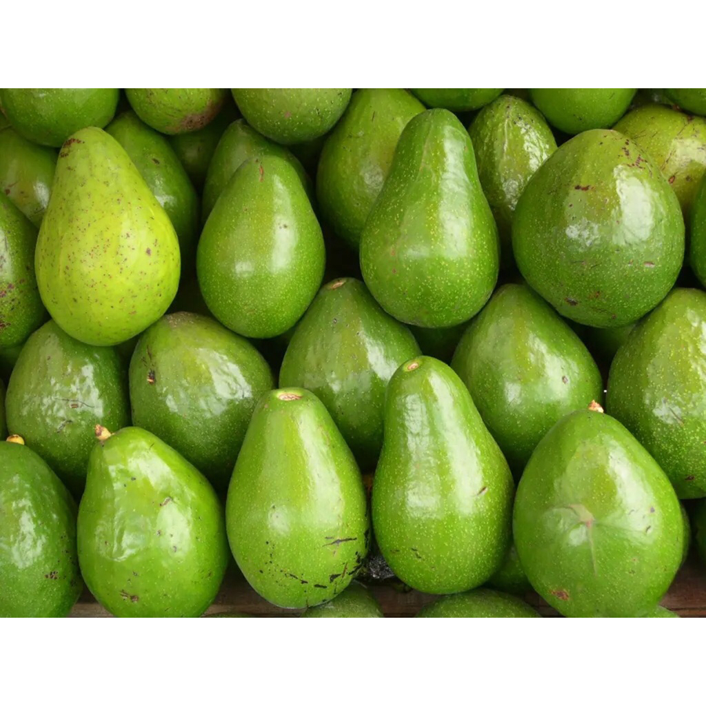 alpukat mentega segar mentah