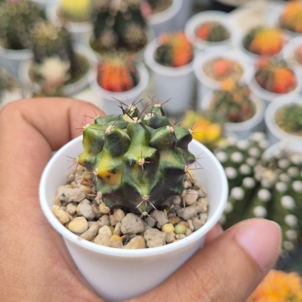 [Real Pict] Kaktus Variegata Gymnocalycium Mihanovichii ID Rootbeer Koleksi Ciamik Cakep