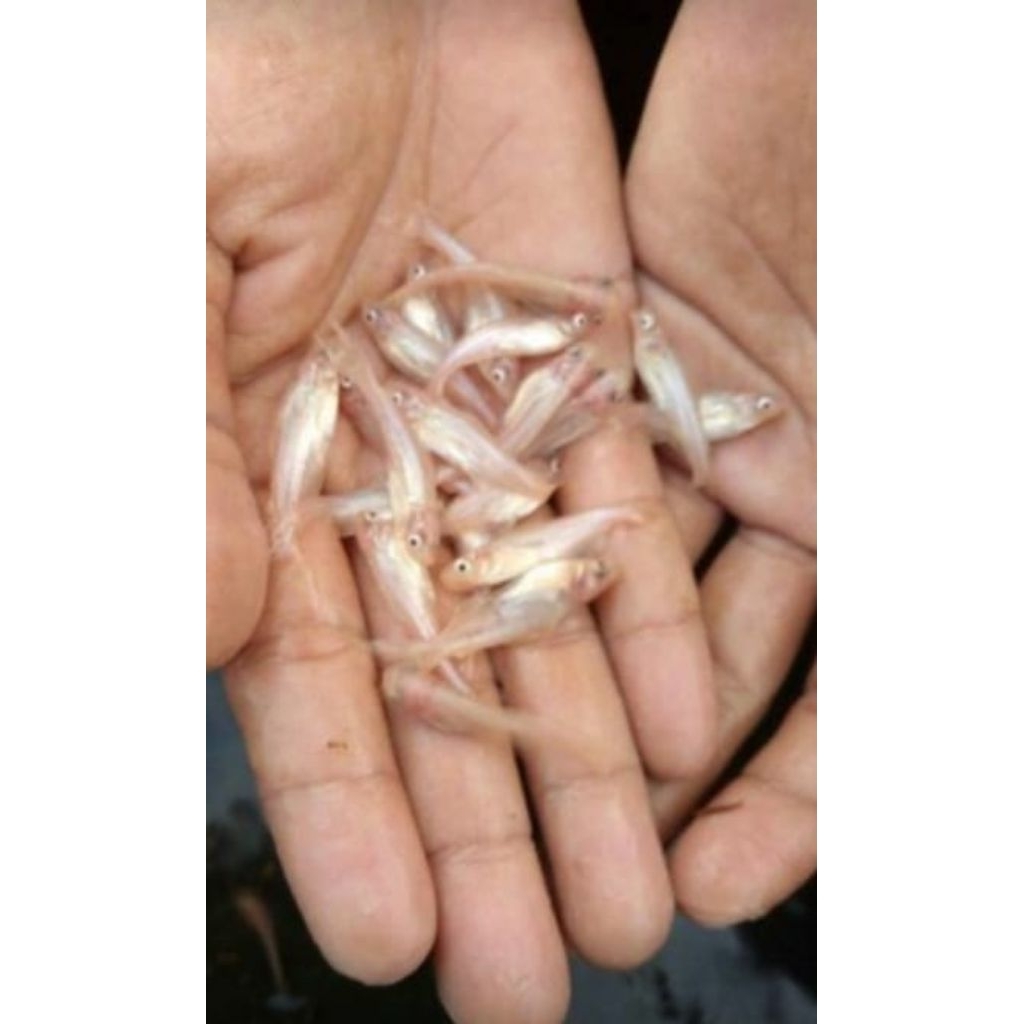 bibit ikan patin albino