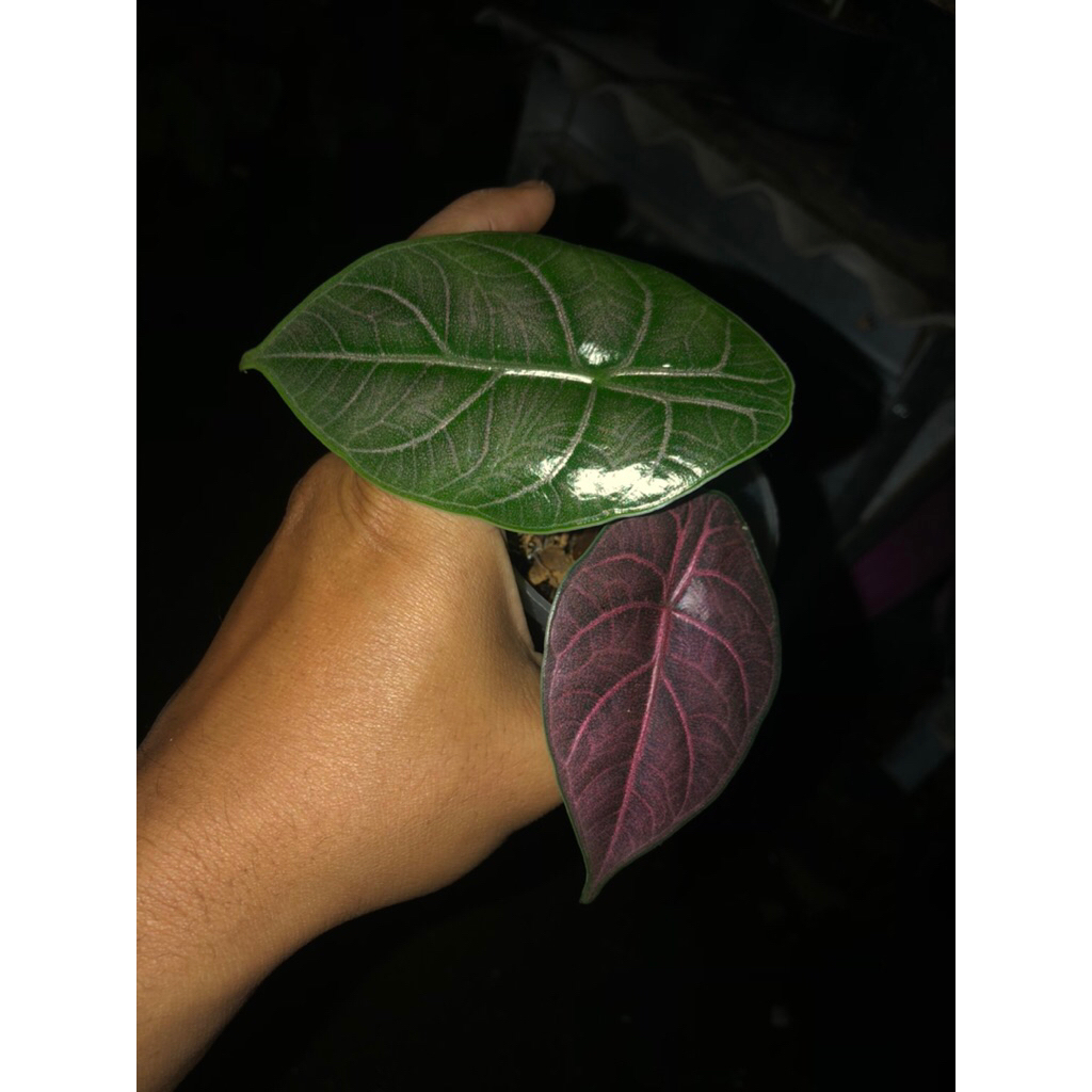 Tanaman hias alocasia azlanii