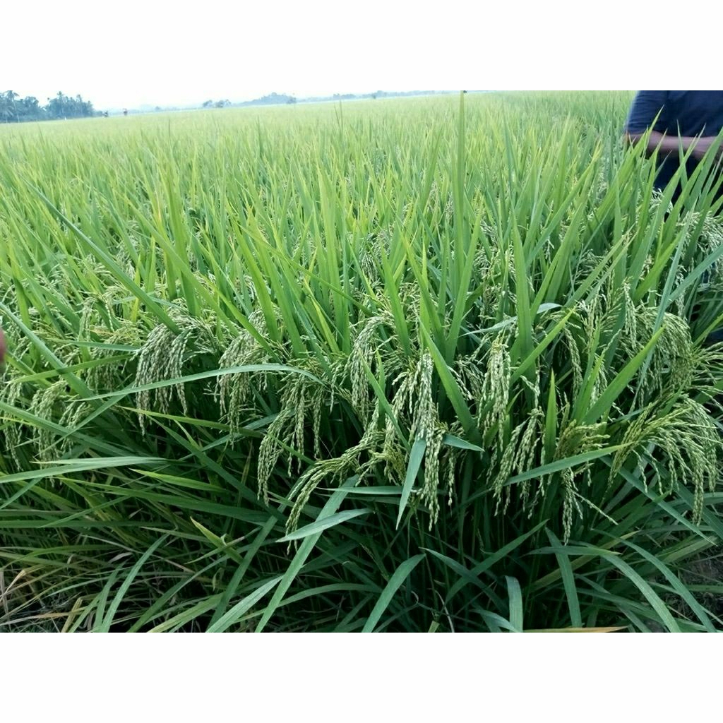 BENIH PADI CIHERANG DEMPO kemasan 5kg
