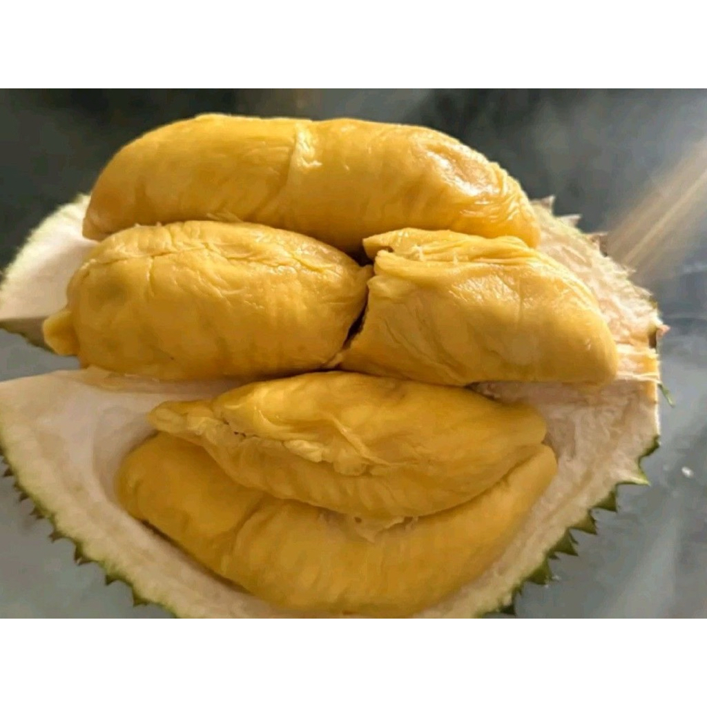 Durian Musang King Unggul Premium Kaki Tiga Hasil Okulasi Tanaman Buah Tropis Akar Kuat Daging Tebal