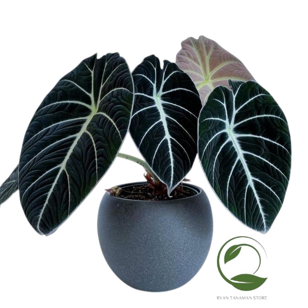 Tanaman Hias Alocasia Black Velvet Hitam - Alocasia Hitam