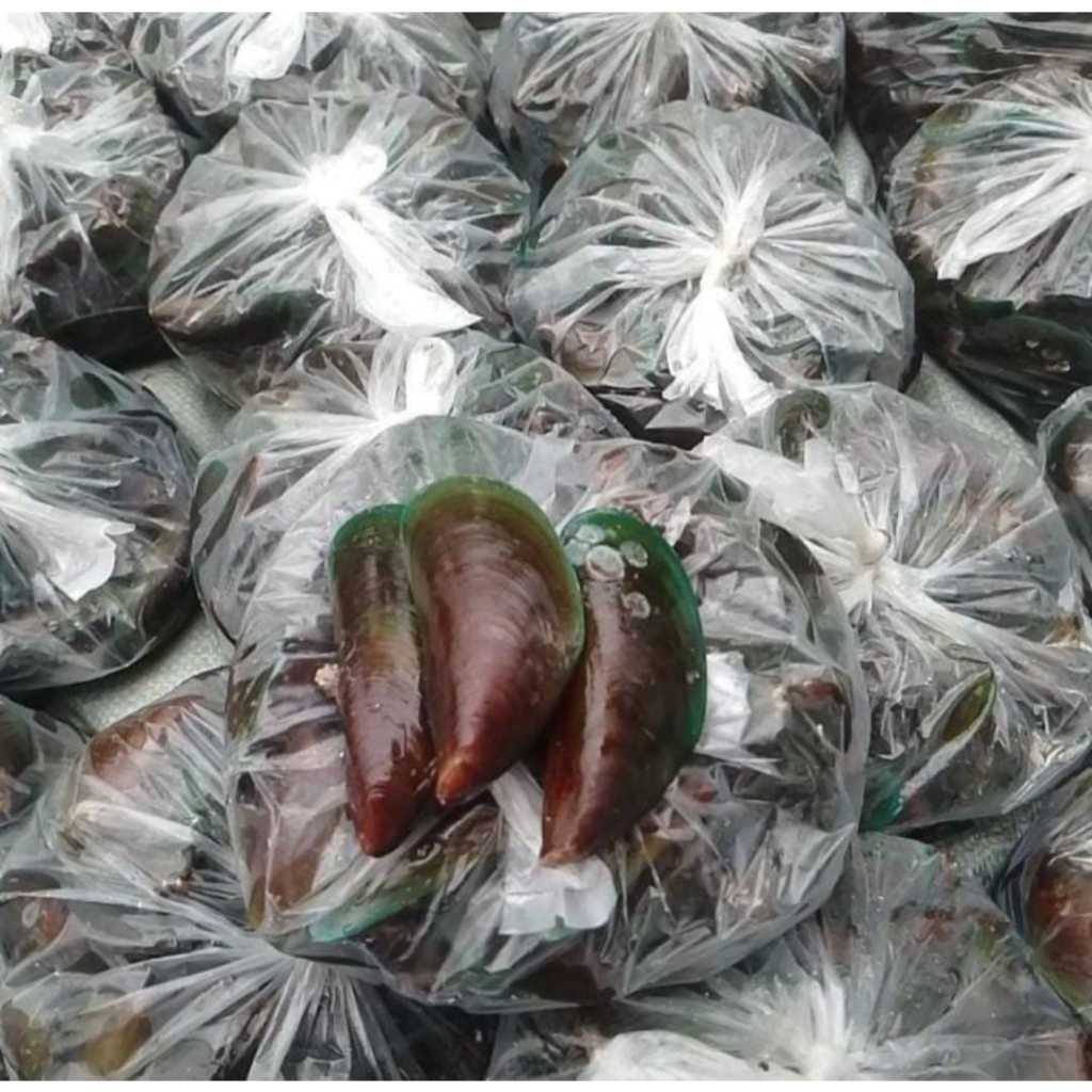 Kerang Hijau 1KG