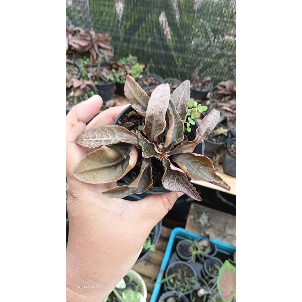 Euphorbia francoisi Maple size kecil