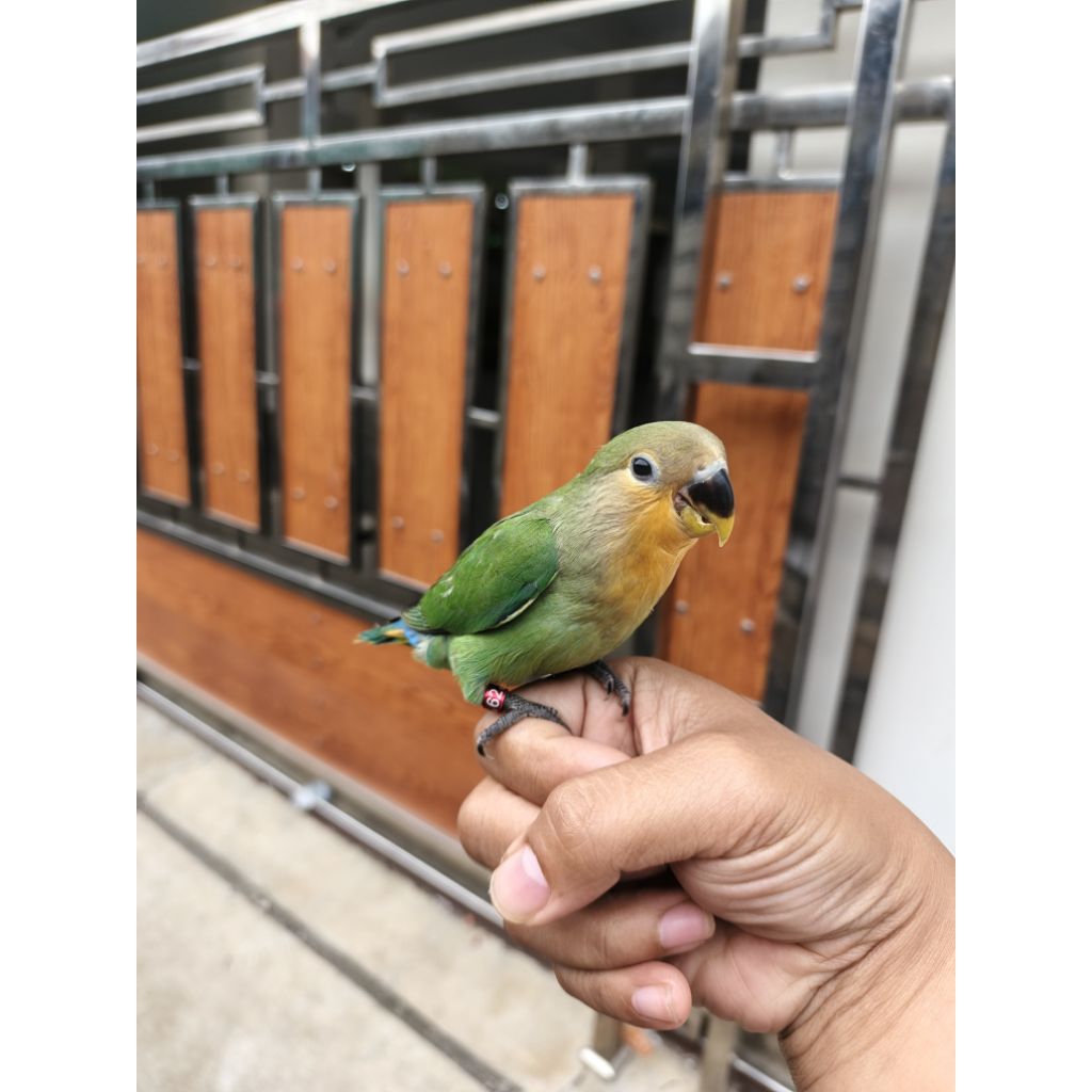 BURUNG LOVEBIRD NON KLEP JINAK SKILL