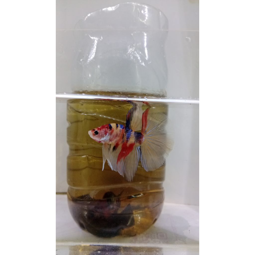 HALFMOON YELLOW BASE MULTY REAL PICT BUKAN SAMPEL