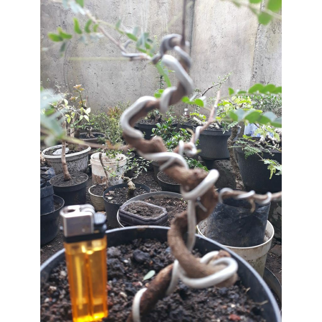 Bonsai Bahan Asem Jawa Meliuk Real Pict