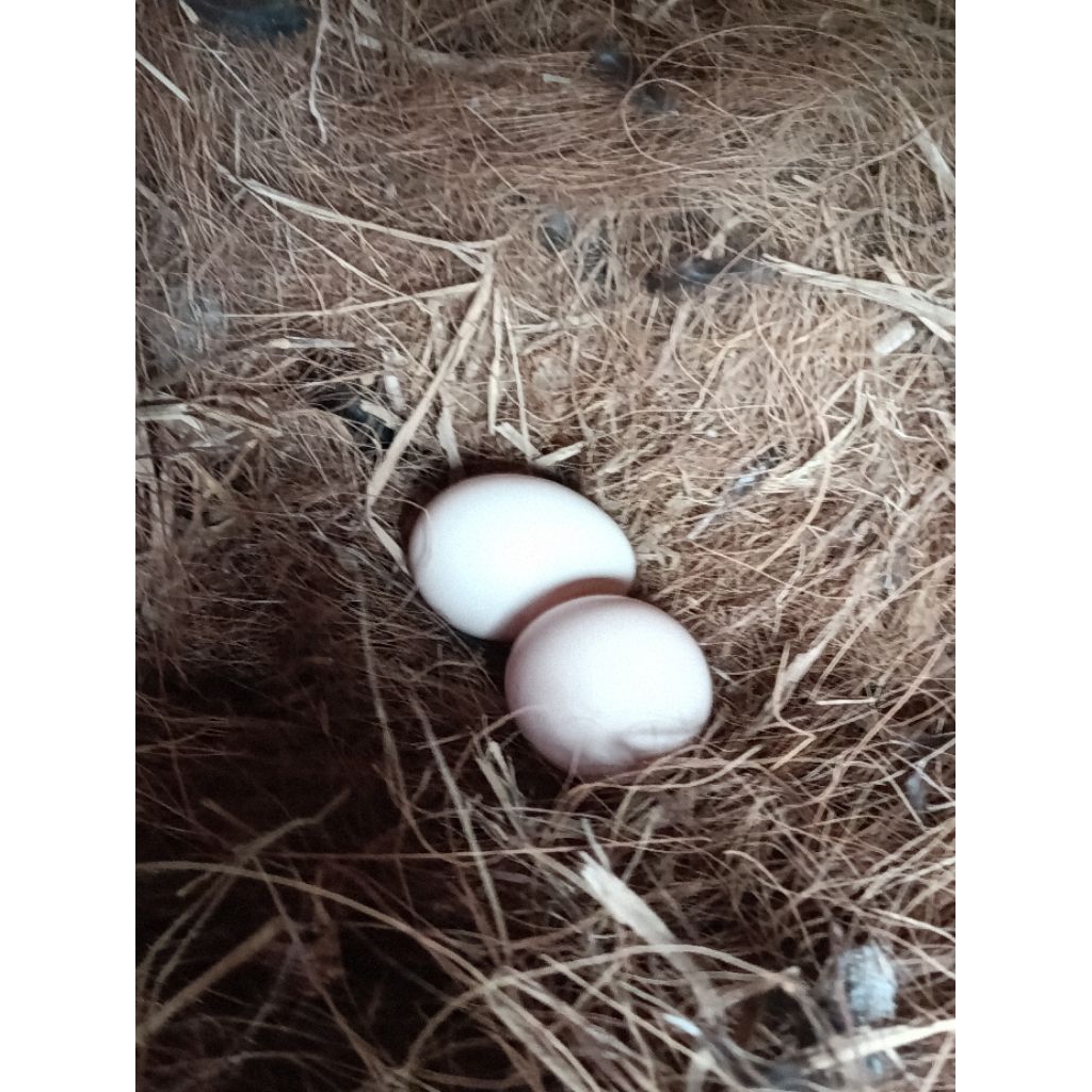 Telur Ayam Pelung Original