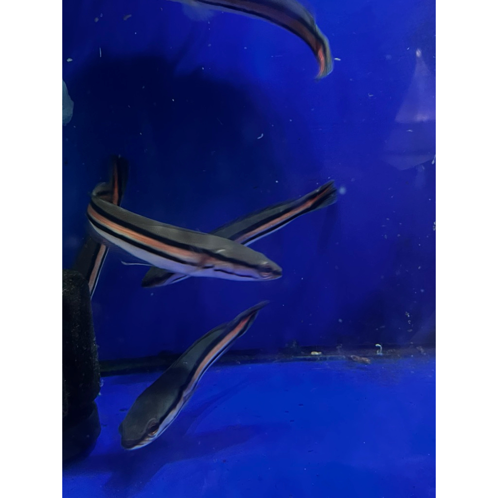 channa toman/11/12cm