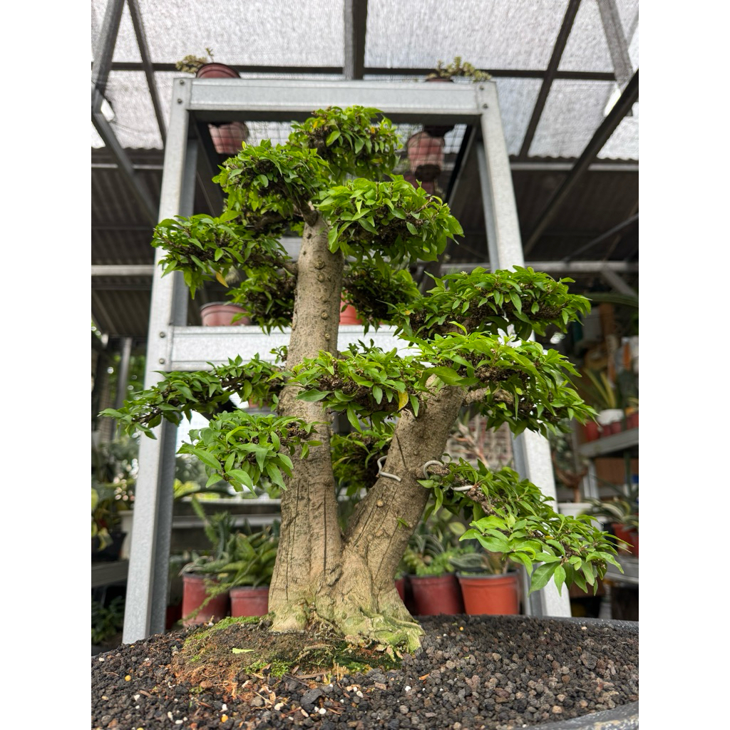 Bonsai Anting putri Micro daun kecil