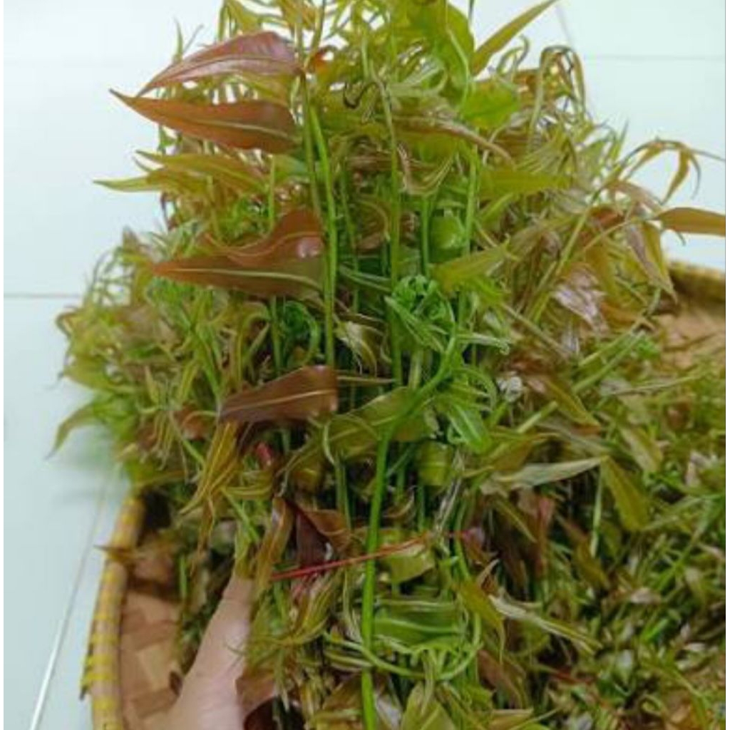 sayur pakis merah paku merah untuk masakan