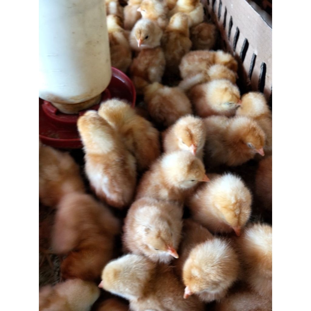 Bibit ayam petelur - doc ayam petelur - anak ayam petelur