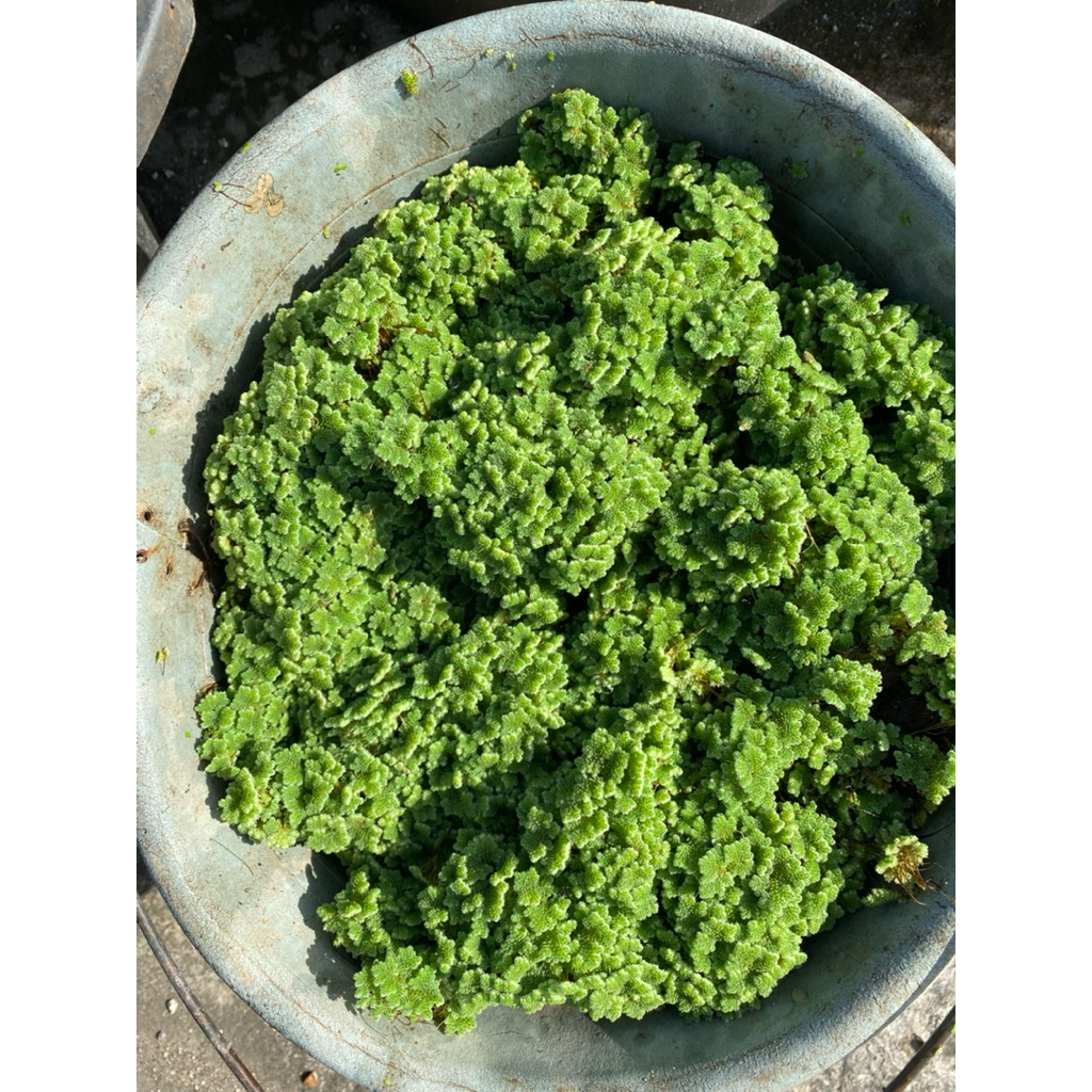Azolla Microphylla Super