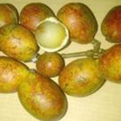 Bibit Matoa Kulit Kuning