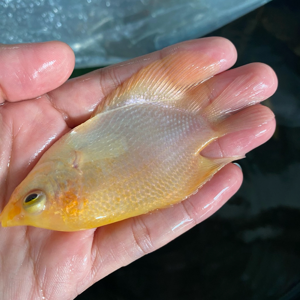 BIBIT GURAME PADANG SIZE korek kayu sehat berkwalitas