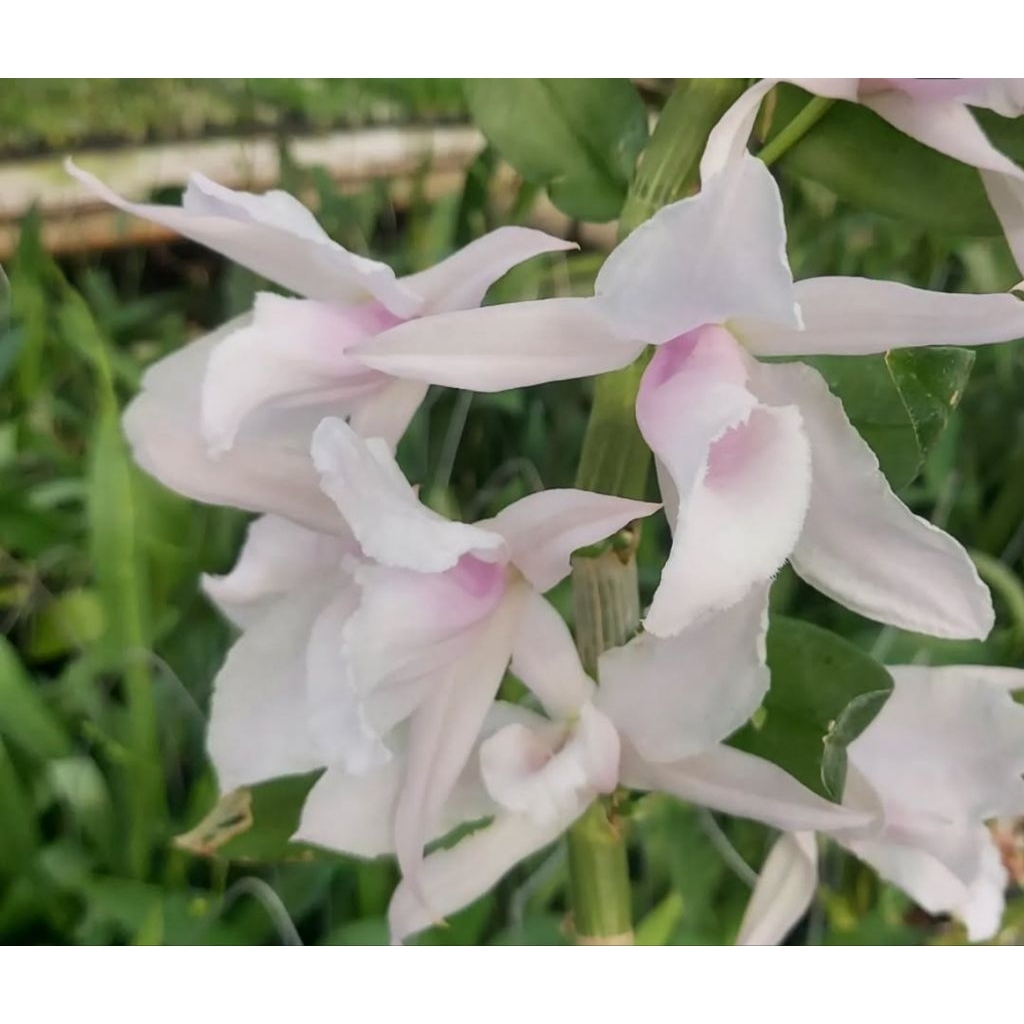 anggrek anosmum alba