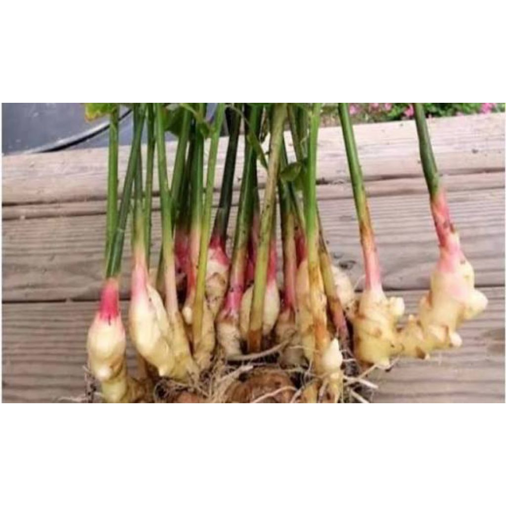 bibit lengkuas isi 50 batang