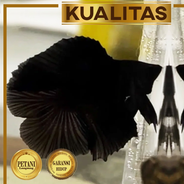 Cupang Cebol Double Tail Full Black Jantan High Fin Ikan Hias Aquascape Hiasan Aquarium Tanaman Air 