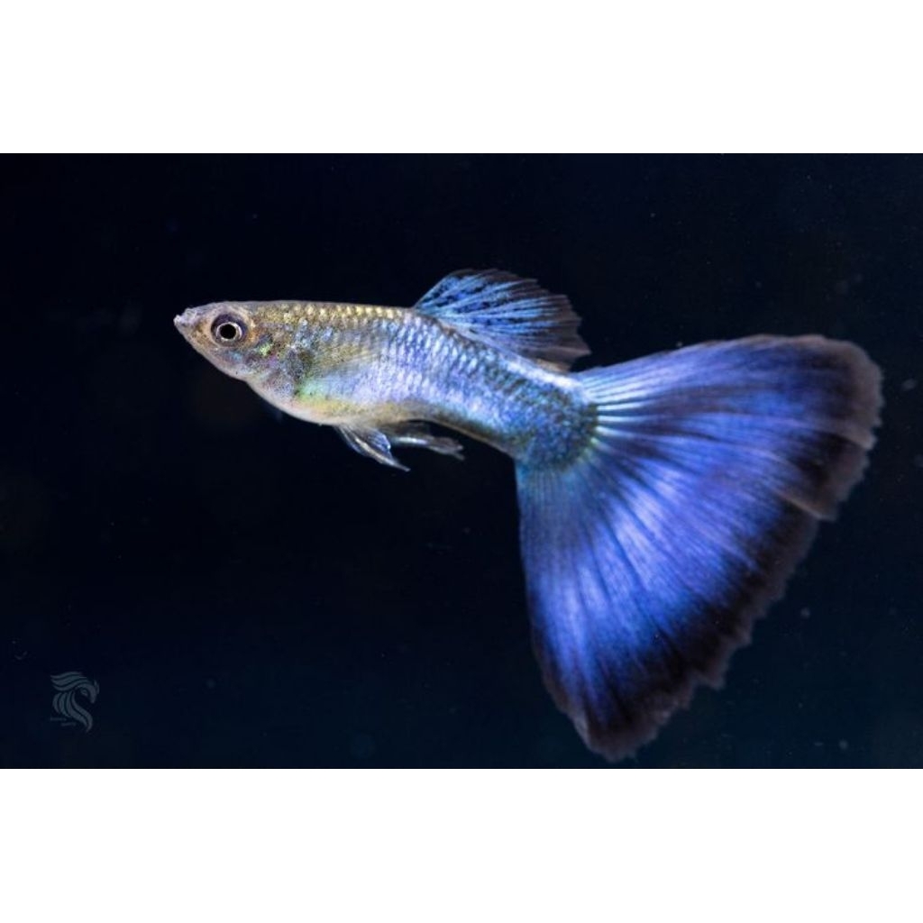 ikan Guppy hb blue