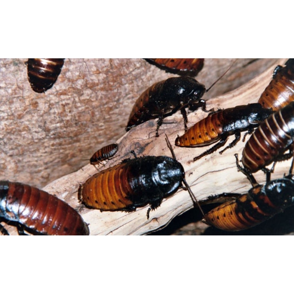 Kecoa Pakan dan Hias Jenis Madagaskar Indukan ukuran 6-8cm