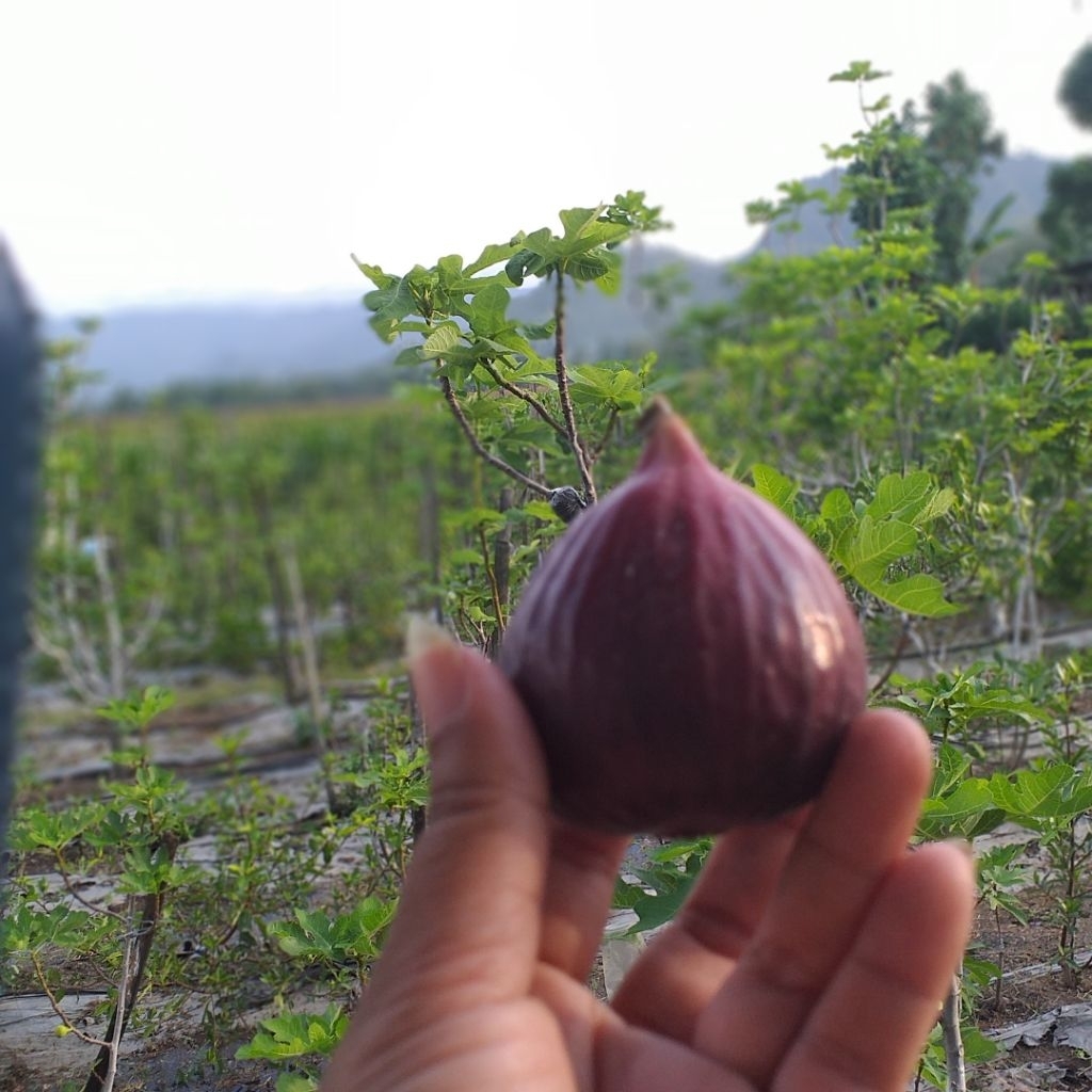 Bibit tin Buah merah jumbo Bojihong