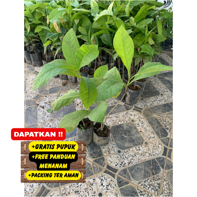 Bibit / Pohon Jati Emas Super Unggulan