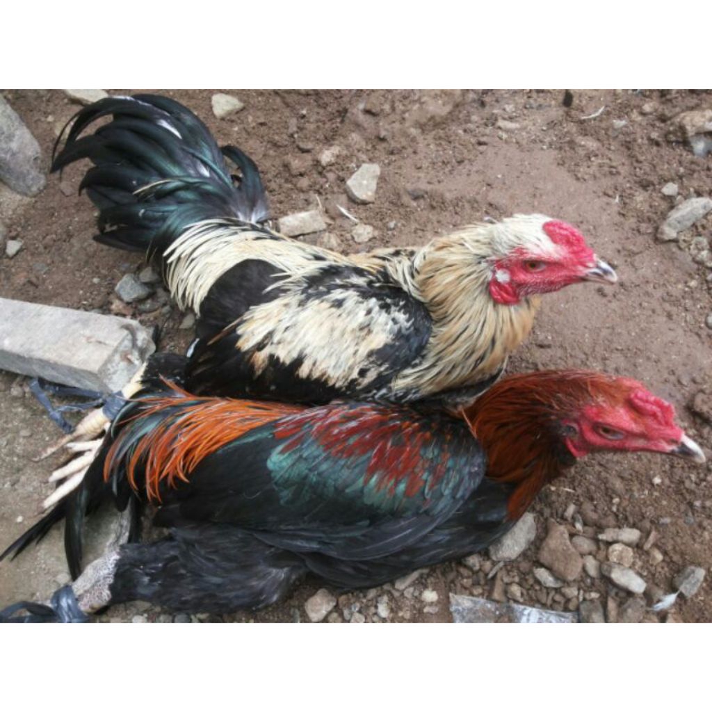 2 ekor ayam kampung murah hidup jantan dan betina (pengiriman maxim) lokasi Tasikmalaya