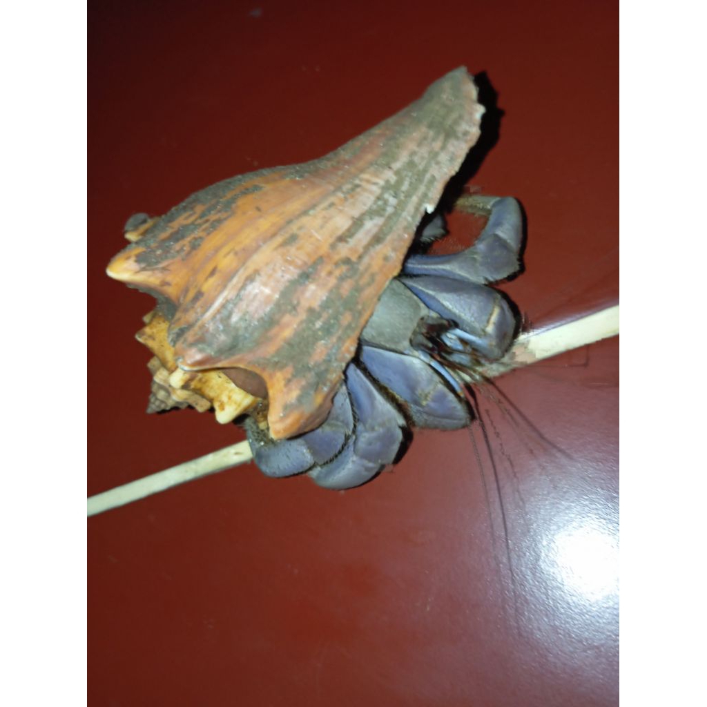 kelomang ukuran besar  jumbo hidup random