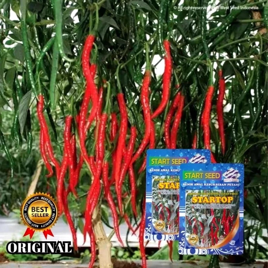 Bibit Cabe Keriting STARTOP Benih cabe keriting merah  2000 Butir 10 Gram | Benih cabe keriting ungg