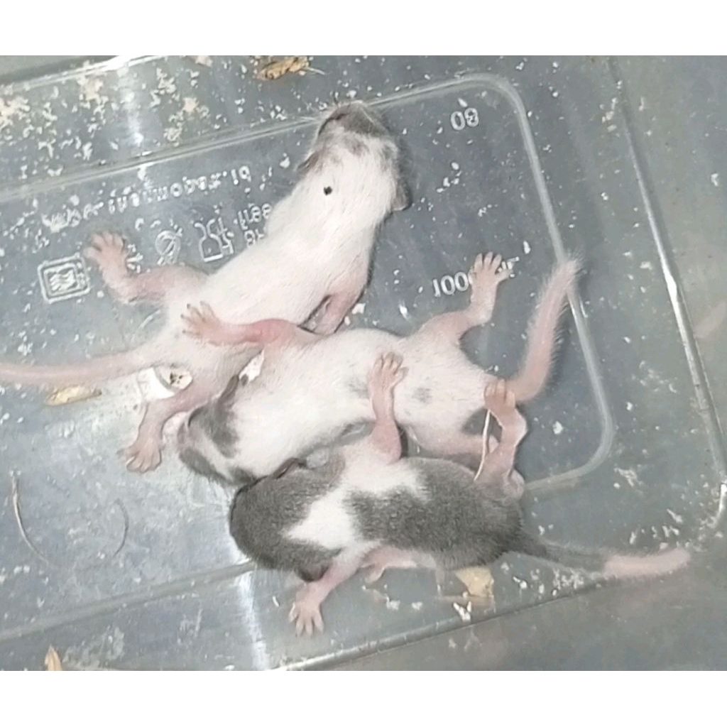 africa pygmy dormice