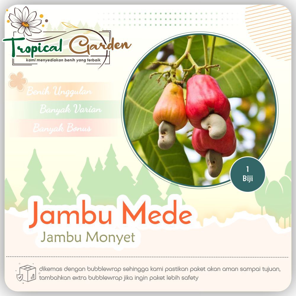 Benih Jambu Mete Jambu Monyet / Biji Jambu Mede Super Unggul
