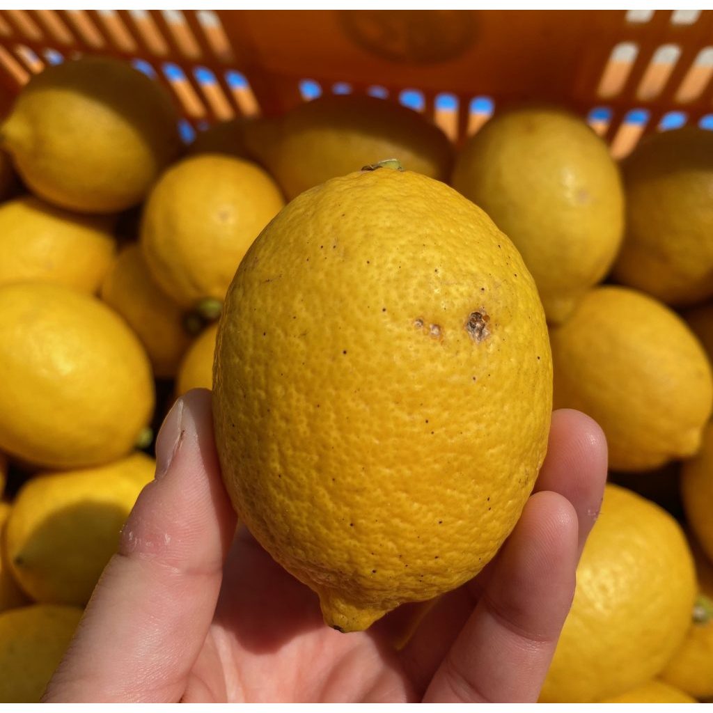 Lemon Lokal 1 kg